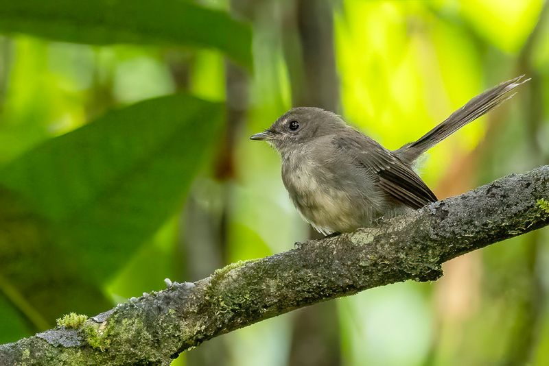 Rennell Fantail - Rennellwaaierstaart - Rhipidure de Rennell
