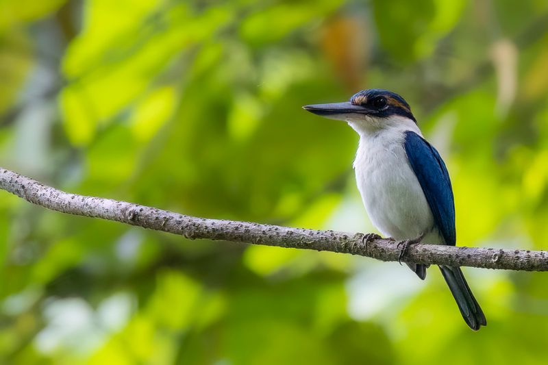 Pacific Kingfisher - Pacifische IJsvogel - Martin-chasseur du Pacifique