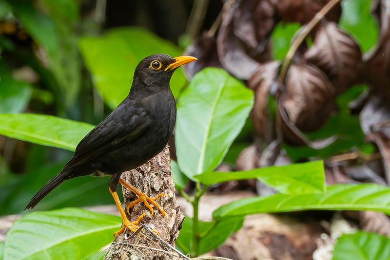 Vanuatu Island Thrush - Merle de Vanikoro