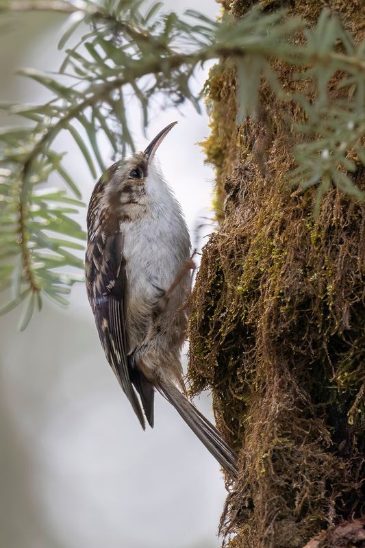 213 Certhiidae - Treecreepers