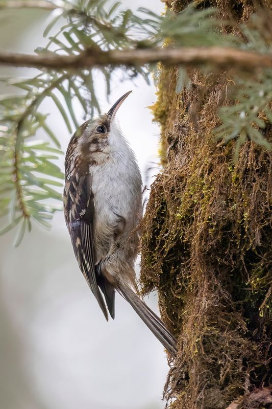 213 Certhiidae - Treecreepers