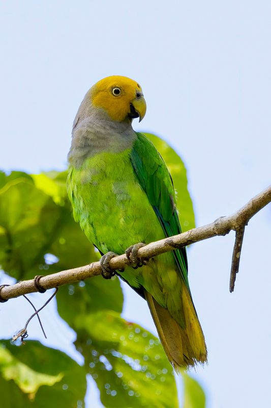 Song Parrot - Zangpapegaai - Perruche htroclite