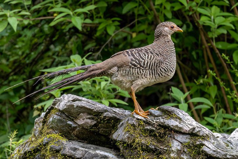 Golden Pheasant (f)