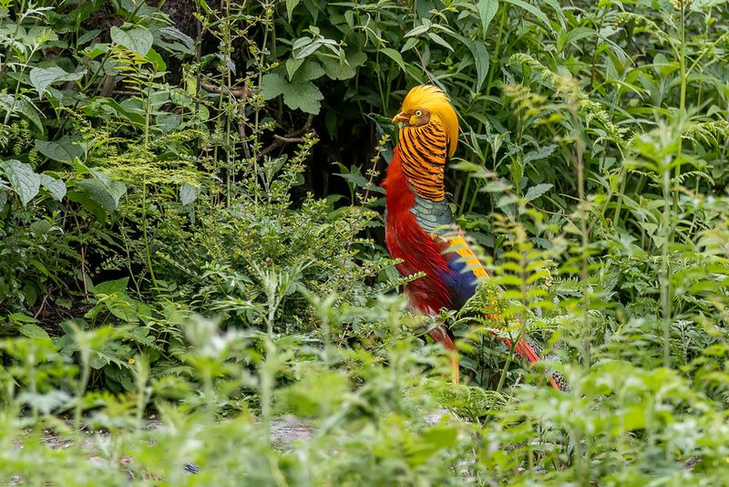 Golden Pheasant (m)