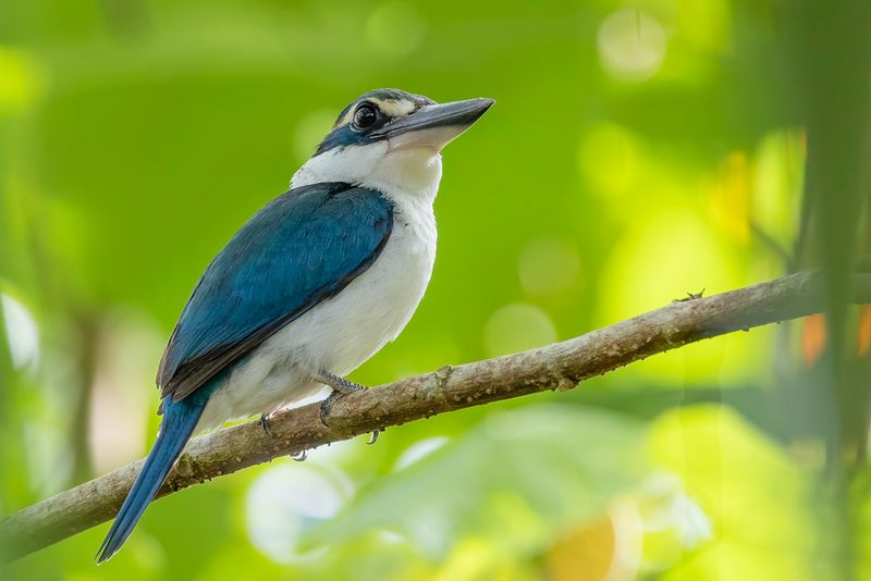 Pacific Kingfisher - Pacifische IJsvogel - Martin-chasseur du Pacifique