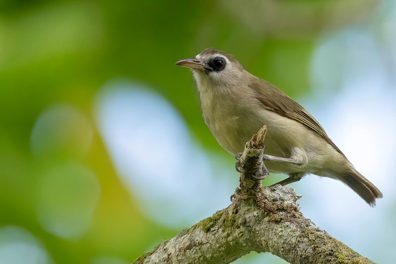 Bare-eyed White-eye - Woodfords Brilvogel - Zostrops de Woodford
