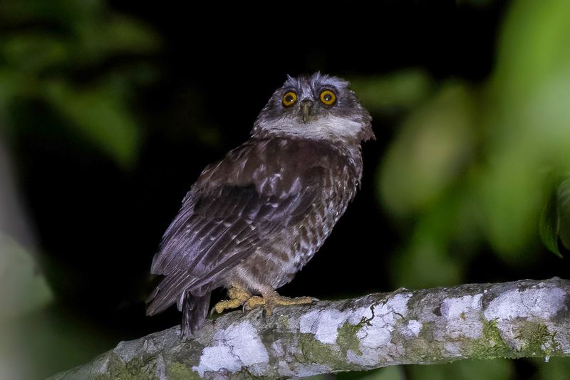 Guadalcanal Owl - Guadalcanalvalkuil - Chevche de Guadalcanal