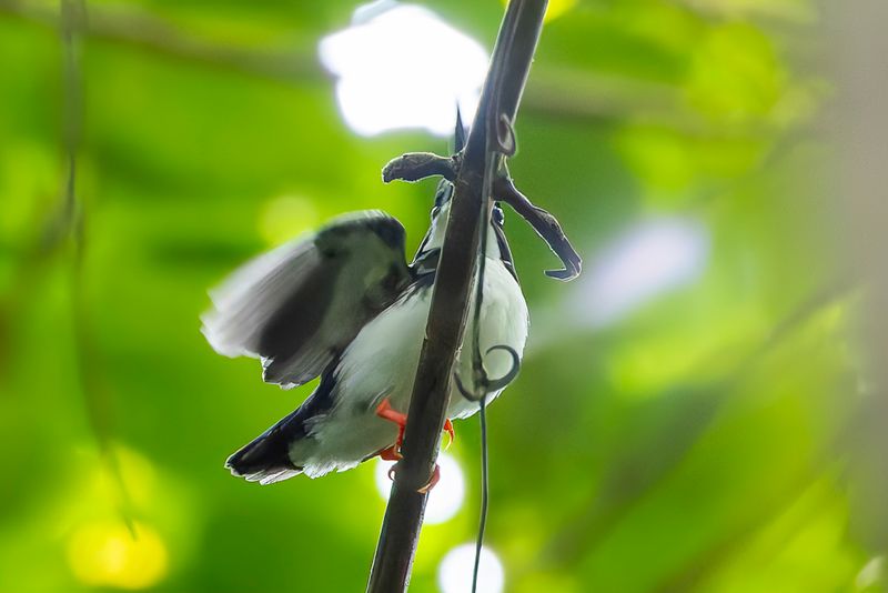 Makira Dwarf Kingfisher - Makiradwergijsvogel - Martin-pcheur de San Cristobal