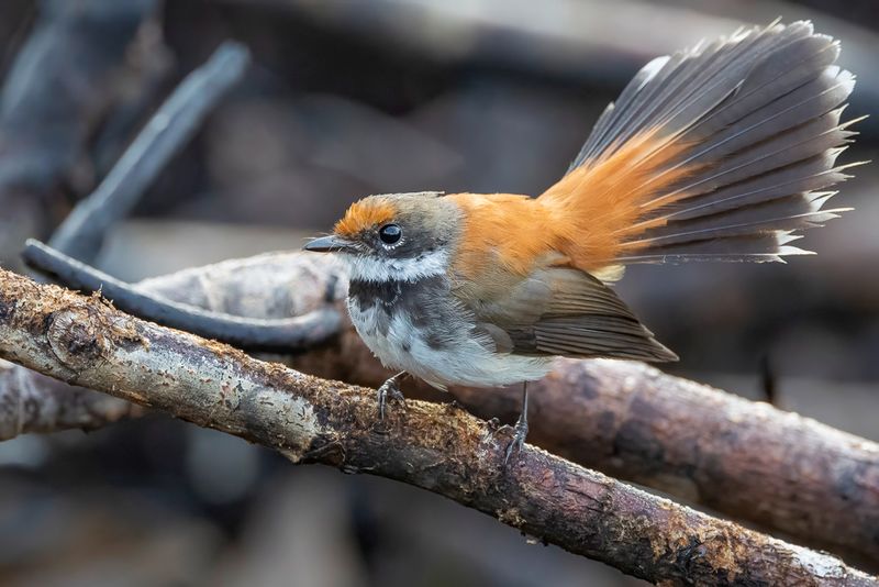 Solomons Rufous Fantail - Rhipidure des Salomon