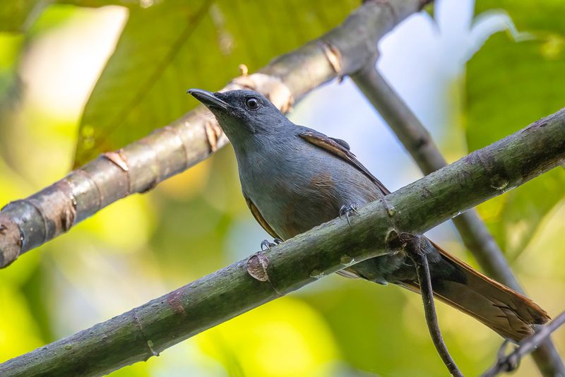 Makira Cicadabird - Salomonsrupsvogel - chenilleur de San Cristobal