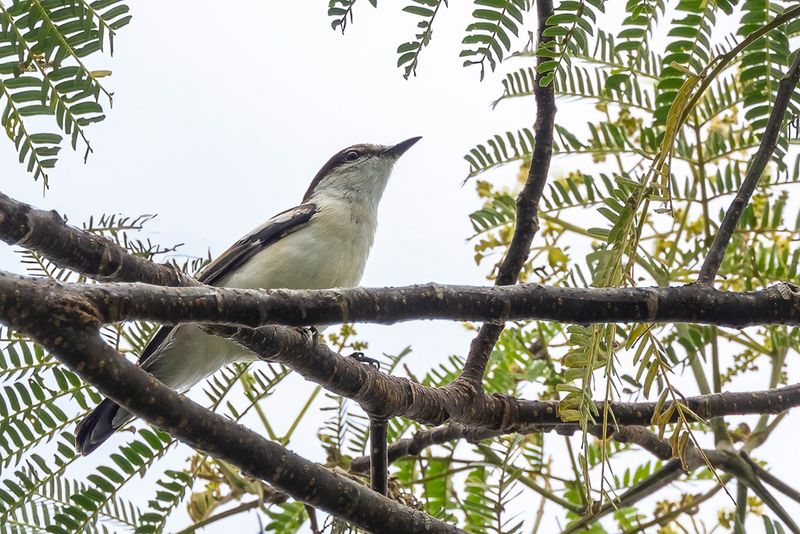 Long-tailed Triller - Langstaarttriller - chenilleur pie