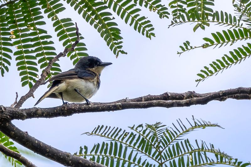 Makira Flycatcher - Makiramonarch - Monarque de San Cristobal (m)