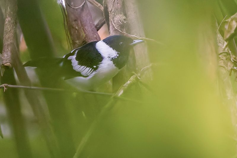 White-collared Monarch - Geschubde Monarch - Monarque  col blanc