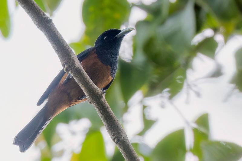 Chestnut-bellied Monarch - Kastanjebuikmonarch - Kastanjebuikmonarc