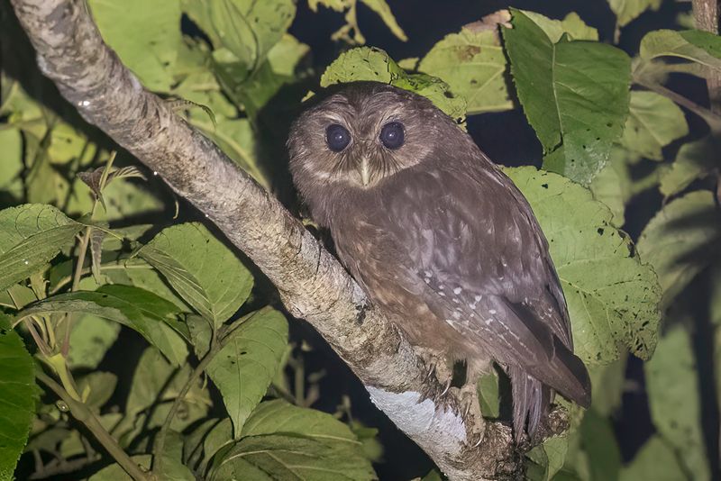 Makira Owl - Makiravalkuil - Chevche de Makira
