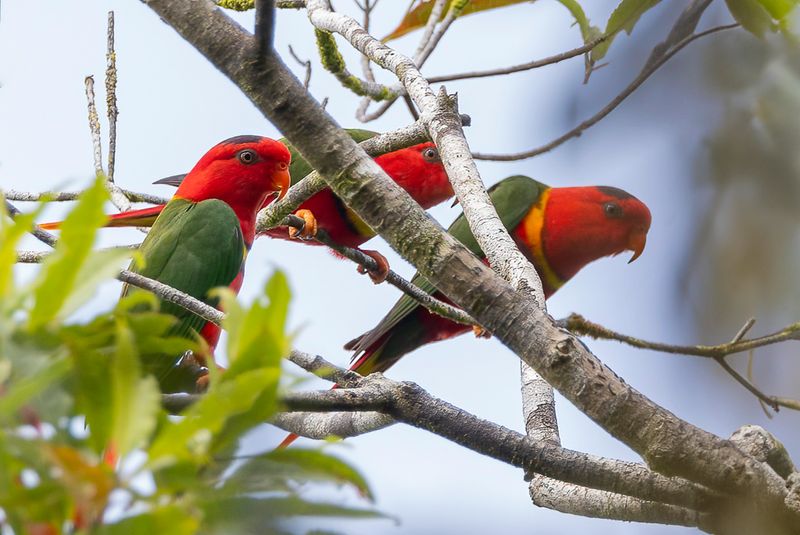 Duchess Lorikeet - Hertoginnenlori - Lori de Margaret