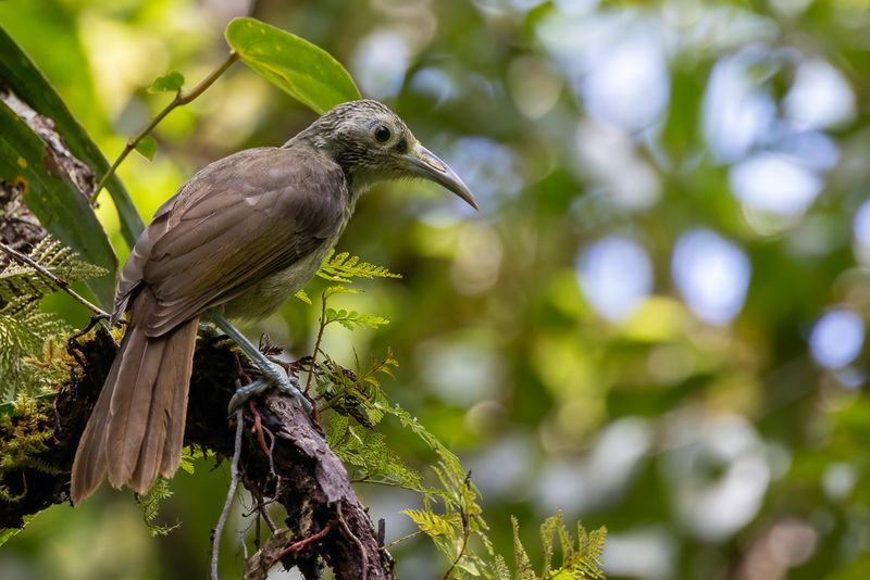 135 Meliphagidae - Honeyeaters