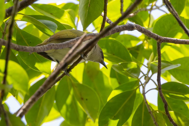 Makira White-eye - Grijskeelbrilvogel - Zostrops  gorge grise