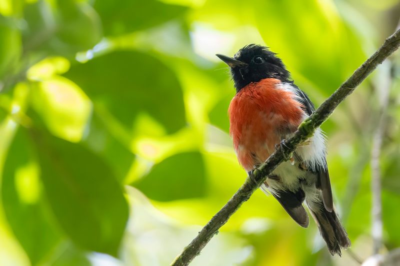 175 Petroicidae - Australasian Robins