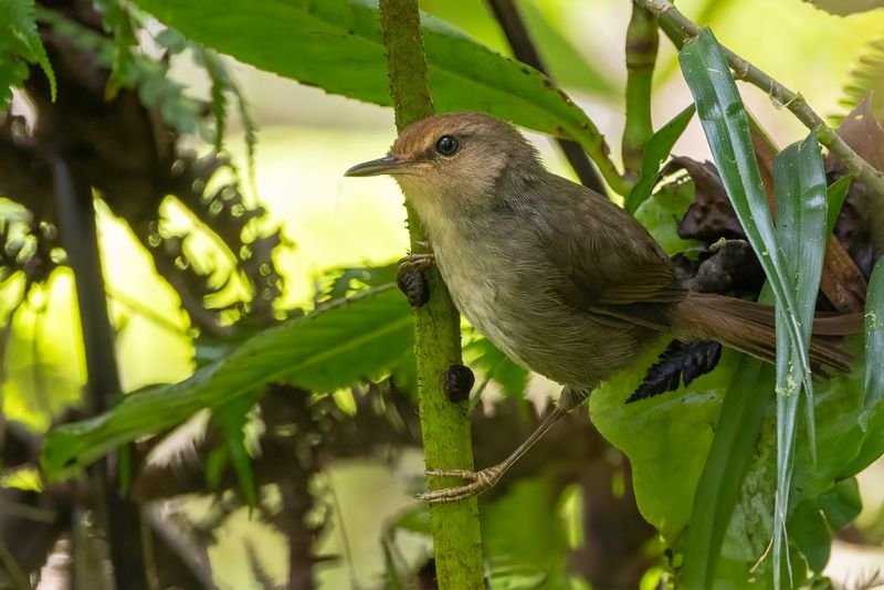 194 Cettiidae - Bush Warblers and Allies