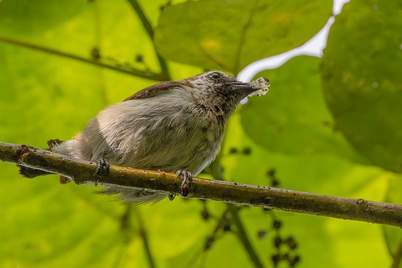 Mottled Flowerpecker - Makirahoningvogel - Dicée de San Cristobal (f)