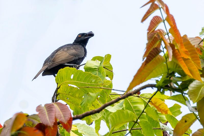 219 Sturnidae - Rhabdornis, Starlings, and Mynas