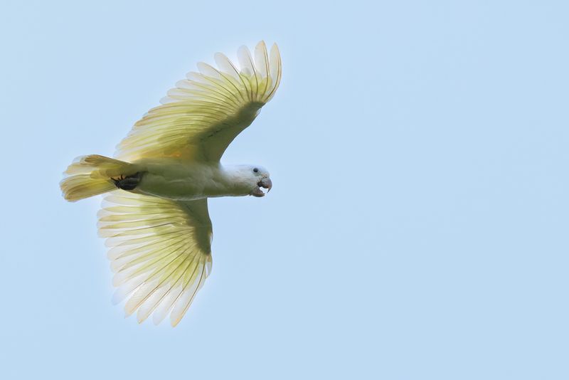 105 Cacatuidae - Cockatoos