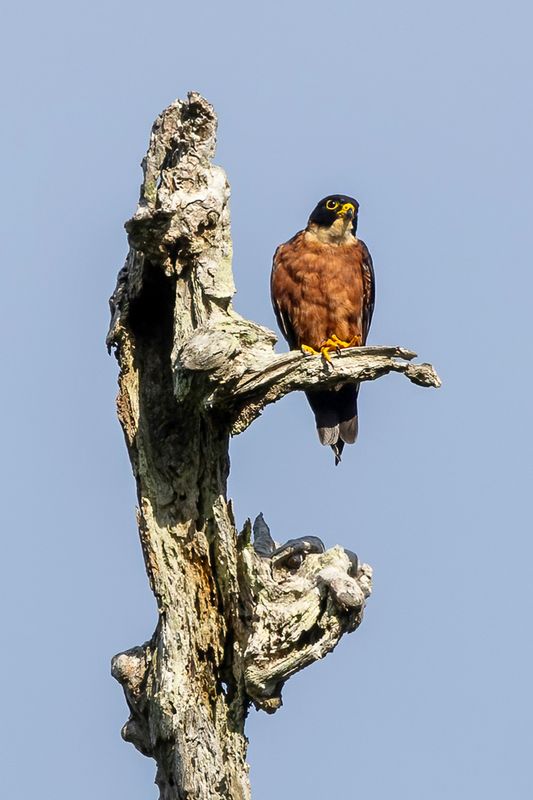 Birds of Solomon Islands 2024