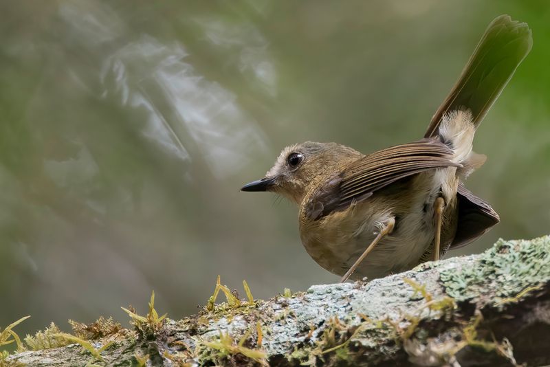 Birds of Tanzania South and Pemba Island 2021