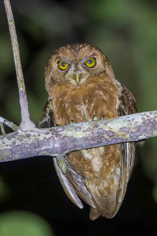 Pemba Scops Owl