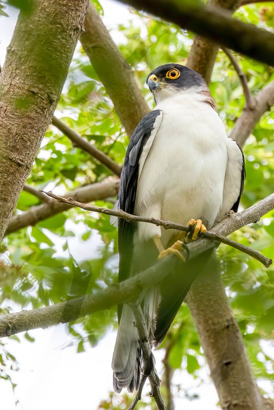 Pied Goshawk