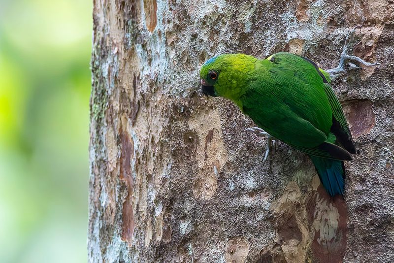 Finsch's Pygmy Parrot