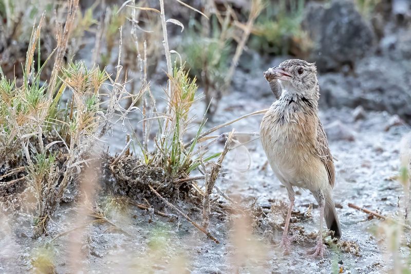 Eastern Clapper Lark - Oostelijke Klapperleeuwerik - Alouette de Hewitt