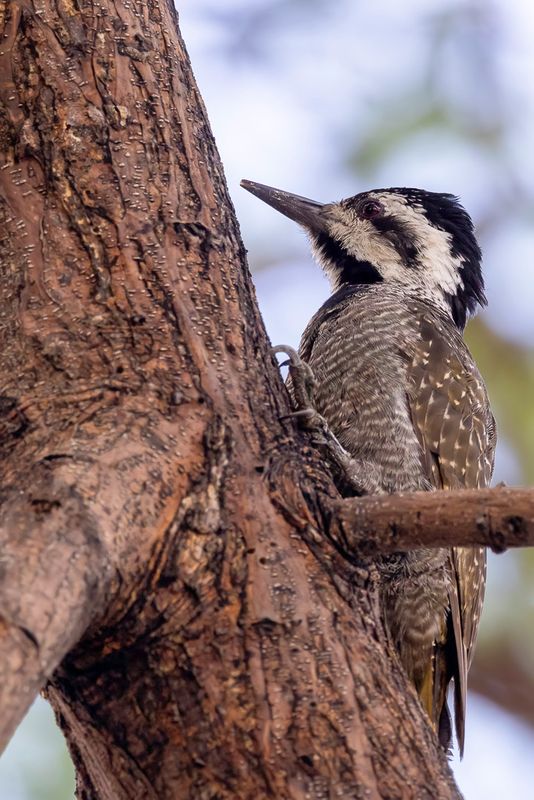 Bearded Woodpecker - Baardspecht - Pic barbu (f)