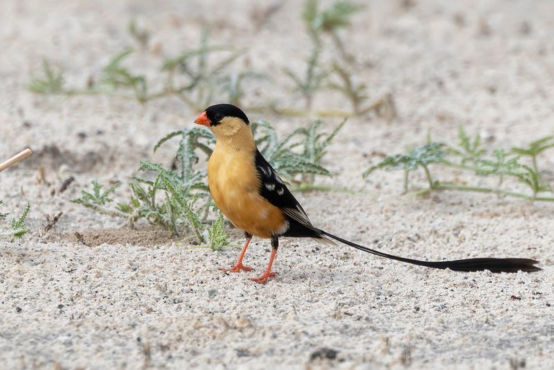 232 Viduidae - Whydahs and Indigobirds