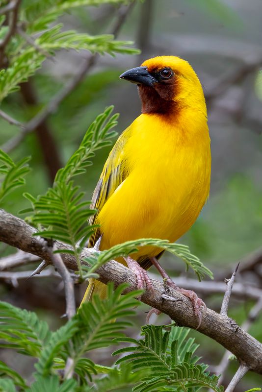 Southern Brown-throated Weaver - Bruinkeelwever - Tisserin  gorge brune (m)
