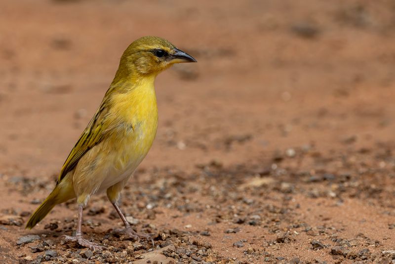 Southern Brown-throated Weaver - Bruinkeelwever - Tisserin à gorge brune (f)