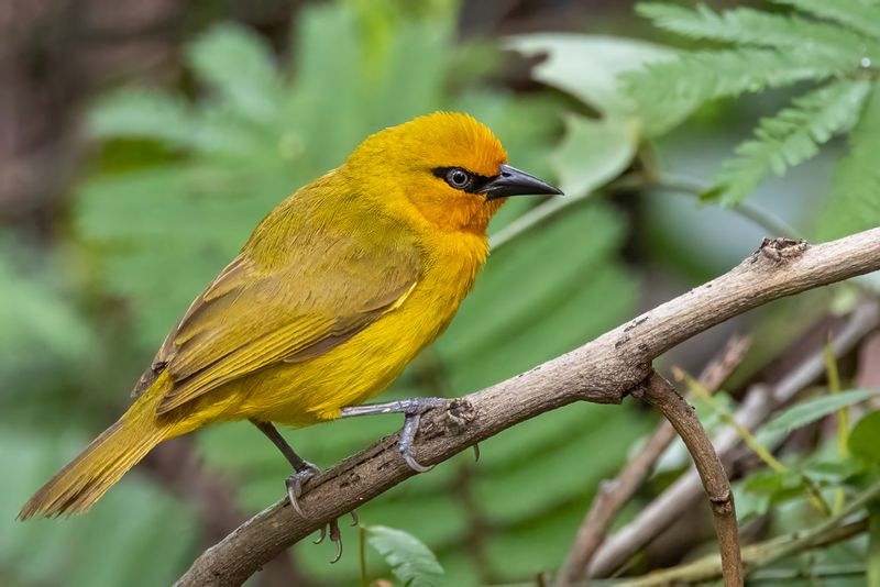 Spectacled Weaver - Brilwever - Tisserin à lunettes (m)