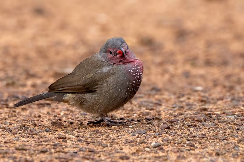 Brown Firefinch - Bruine Amarant - Amarante nitidule (m)