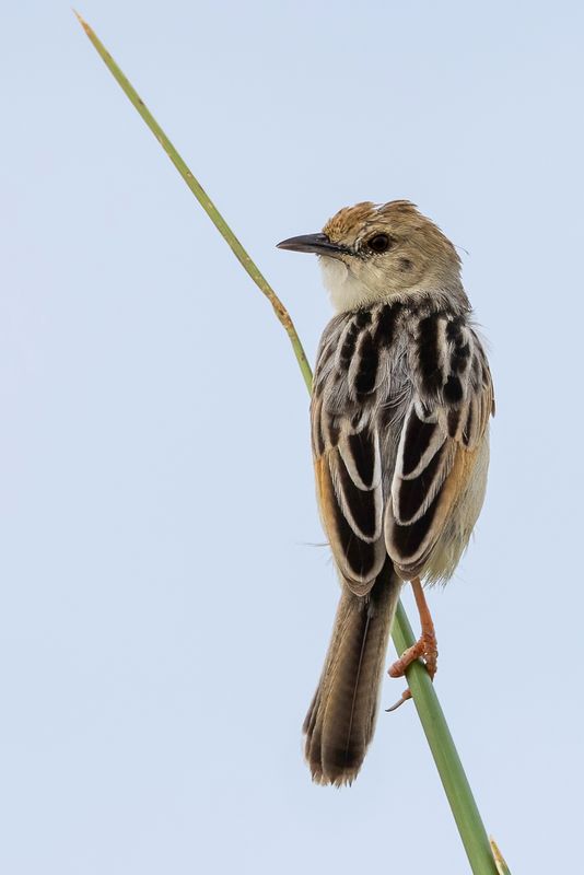 Luapula Cisticola - Luapulagraszanger - Cisticole de Luapula