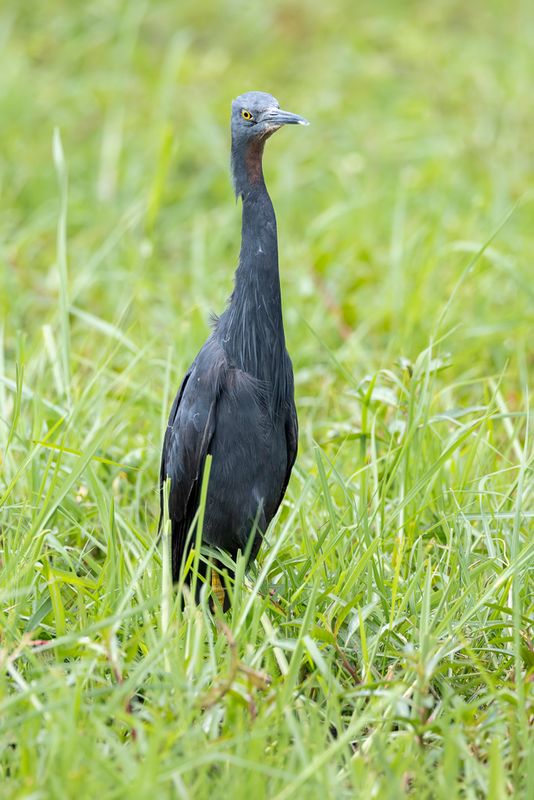 Slaty Egret - Sharpes Reiger - Aigrette vineuse