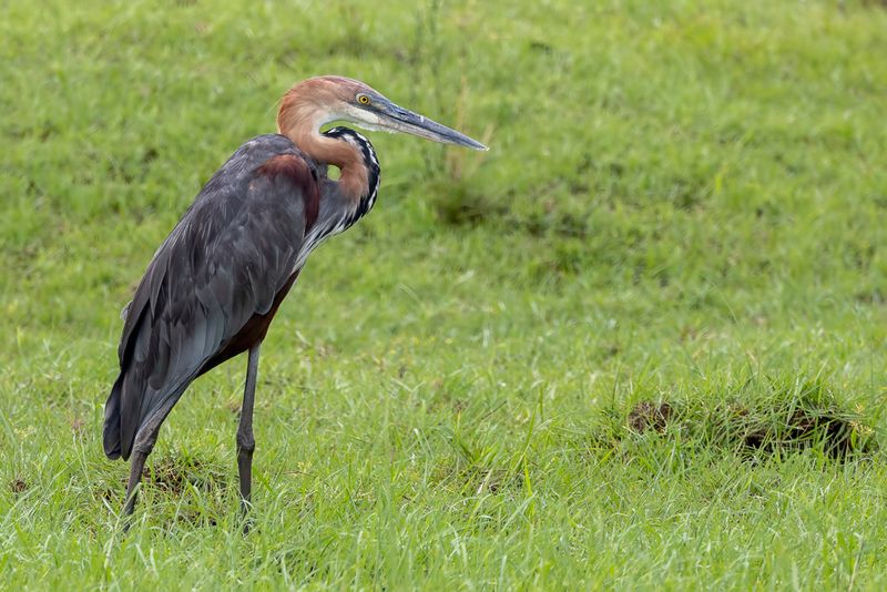 Goliath Heron - Reuzenreiger - Hron goliath