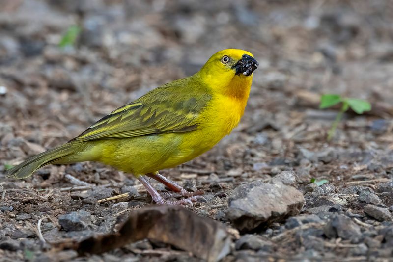 Holub's Golden Weaver - Saffraanwever - Tisserin safran (m)