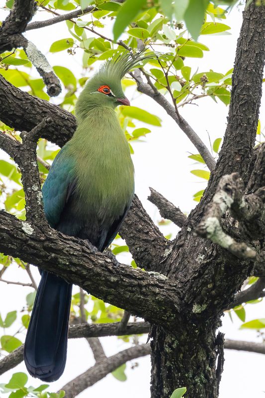 016 Musophagidae - Turacos