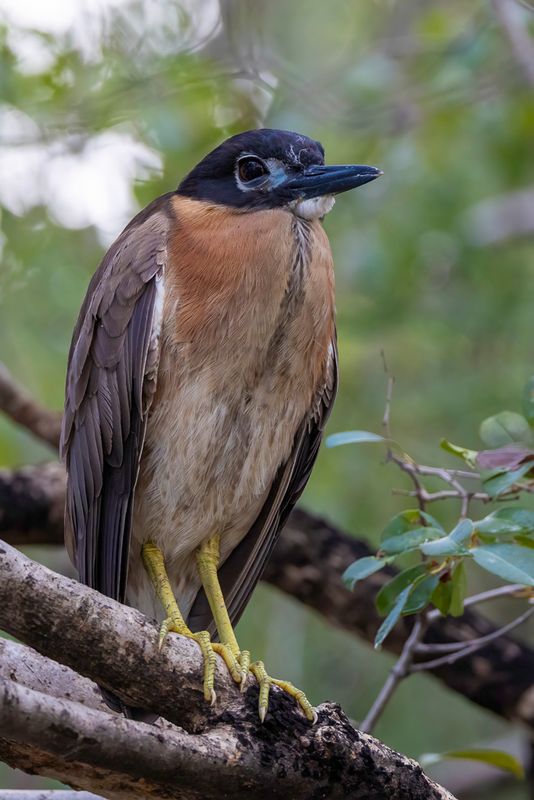 White-backed Night Heron - Witrugkwak - Bihoreau  dos blanc