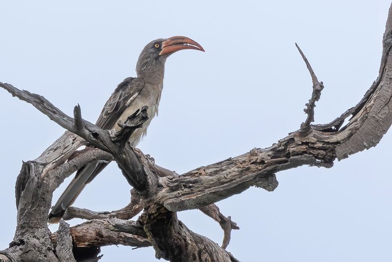 Bradfield's Hornbill - Bradfields Tok - Calao de Bradfield