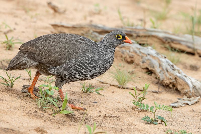 Red-billed Spurfowl - Roodsnavelfrankolijn - Francolin  bec rouge