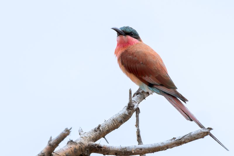 089 Meropidae - Bee-eaters