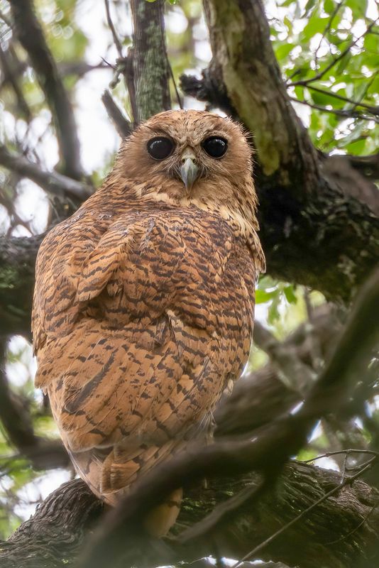 Pel's Fishing Owl - Pels Visuil - Chouette-pcheuse de Pel