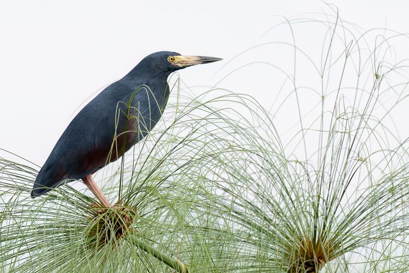 Rufous-bellied Heron - Roodbuikreiger - Crabier  ventre roux